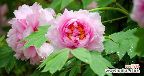 探寻红牡丹的文化内涵与美学价值 红牡丹的象征意义与寓意