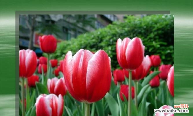 用花语诠释情感的绚丽世界 花开花落，语言绽放