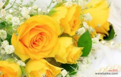 探寻玫瑰花在不同文化中的象征意义 玫瑰花的寓意与象征