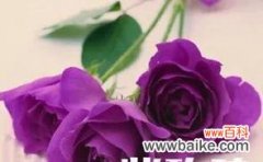 揭秘不同颜色玫瑰的含义 五彩斑斓的玫瑰花语