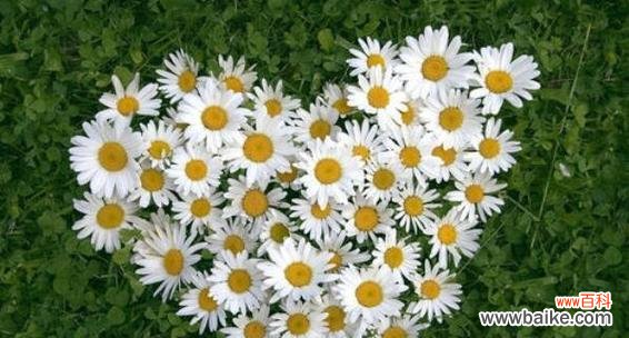 多彩雏菊 《缤纷雏菊花语与寓意》