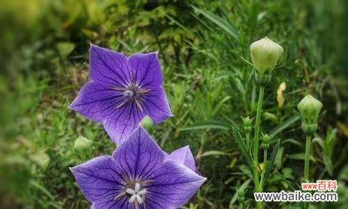 桔梗花语解读及其在生活中的应用 桔梗花语——多彩世界中的美好寓意