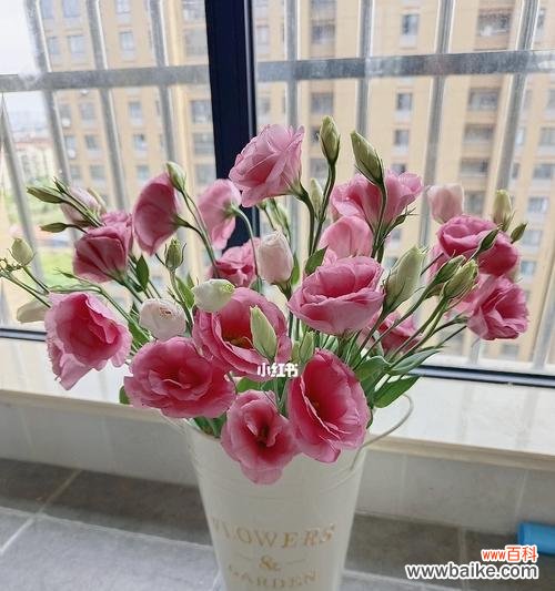 桔梗花语解读及其在生活中的应用 桔梗花语——多彩世界中的美好寓意