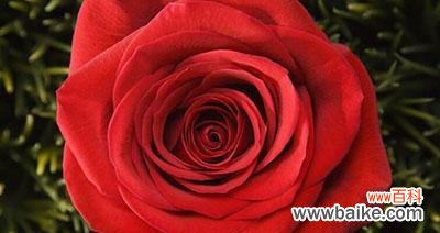 了解玫瑰花颜色的秘密 玫瑰花的色彩之意——探寻不同颜色玫瑰花的象征意义