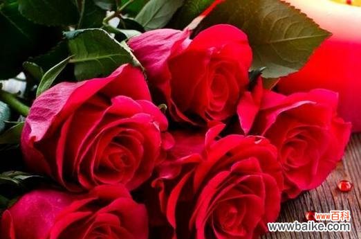 了解玫瑰花颜色的秘密 玫瑰花的色彩之意——探寻不同颜色玫瑰花的象征意义