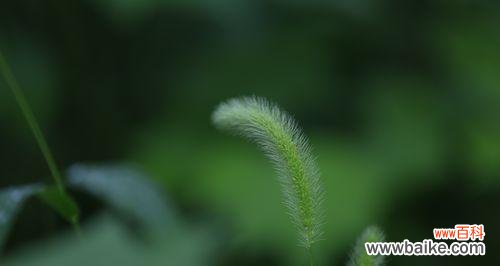 传递自由与忠诚的狗尾巴草 狗尾巴草的花语
