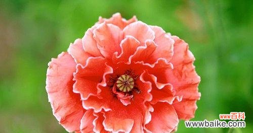 美丽的花朵背后隐藏的深意 罂粟花的花语