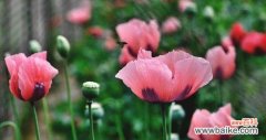 美丽的花朵背后隐藏的深意 罂粟花的花语