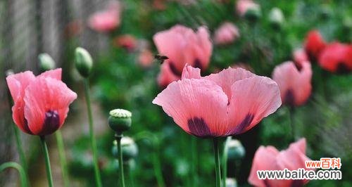美丽的花朵背后隐藏的深意 罂粟花的花语