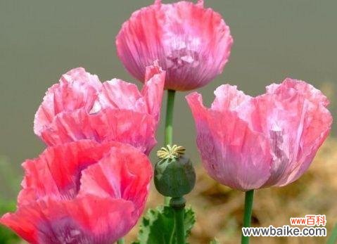 美丽的花朵背后隐藏的深意 罂粟花的花语