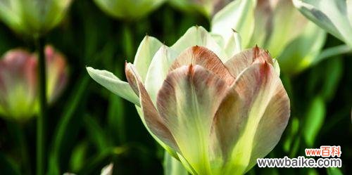 探索各种郁金香的花语与意义 郁金香花语之美