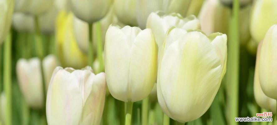 探索各种郁金香的花语与意义 郁金香花语之美