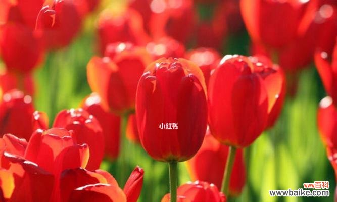 探索各种郁金香的花语与意义 郁金香花语之美