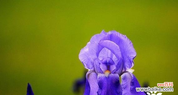 解读鸢尾花的花语 鸢尾花的花语与象征意义
