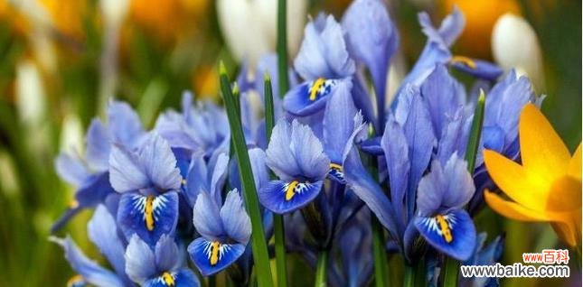 解读鸢尾花的花语 鸢尾花的花语与象征意义