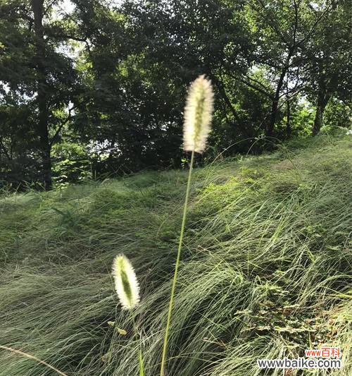 探寻狗尾巴草的寓意与奇特之处 狗尾巴草