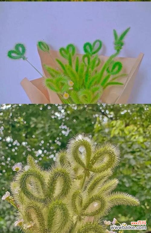 探寻狗尾巴草的寓意与奇特之处 狗尾巴草