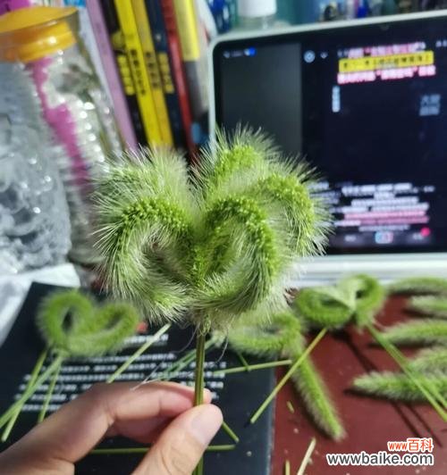 探寻狗尾巴草的寓意与奇特之处 狗尾巴草