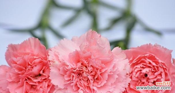 揭示红色康乃馨所代表的爱情与热情 红色康乃馨的花语和象征意义