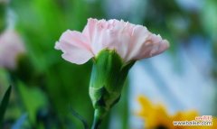 揭示红色康乃馨所代表的爱情与热情 红色康乃馨的花语和象征意义