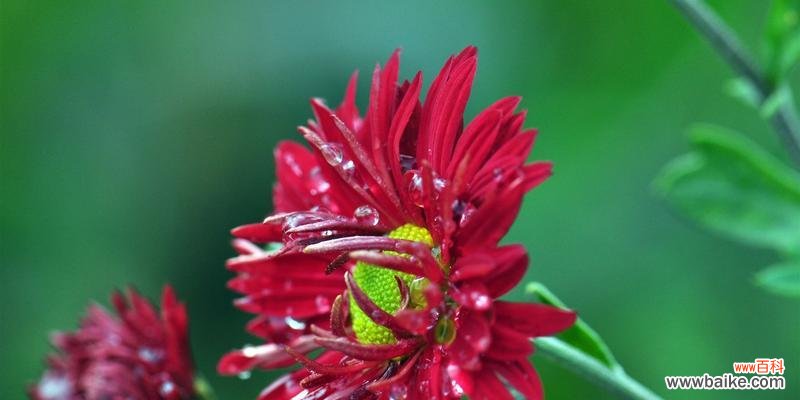探寻红色菊花背后的深刻内涵 红色菊花花语的意义及寓意