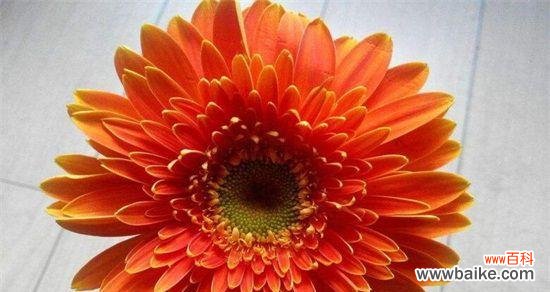 探寻红色菊花背后的深刻内涵 红色菊花花语的意义及寓意