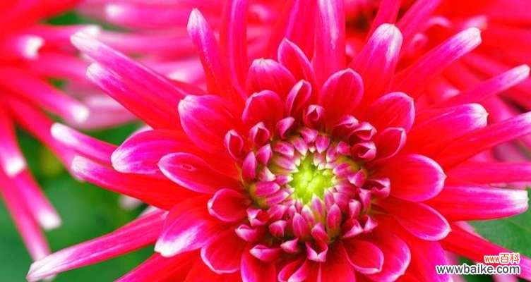 探寻红色菊花背后的深刻内涵 红色菊花花语的意义及寓意