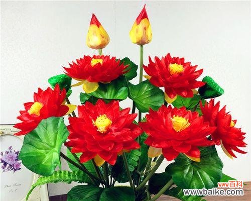 探索红色荷花的象征与内涵 红色荷花的花语与寓意