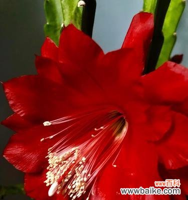 探索红色荷花的象征与内涵 红色荷花的花语与寓意