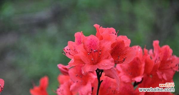 揭示杜鹃花的爱情 红色杜鹃花的寓意与象征