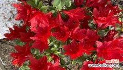 揭示杜鹃花的爱情 红色杜鹃花的寓意与象征