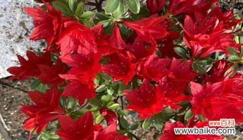 揭示杜鹃花的爱情 红色杜鹃花的寓意与象征