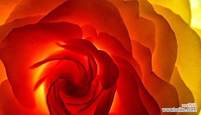 美丽而热情的红色花卉 红色月季花的象征意义