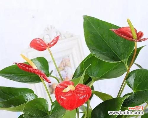 揭示红掌花的内涵与象征 红掌花的花语与寓意