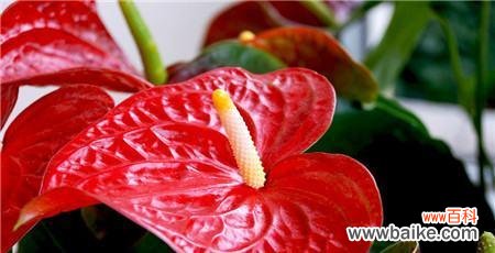 揭示红掌花的内涵与象征 红掌花的花语与寓意