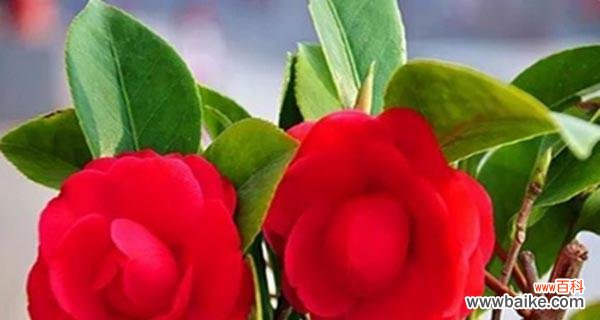 红色山茶花 红色山茶花的花语及代表意义