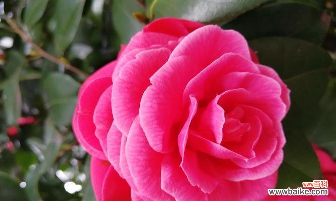 红色山茶花 红色山茶花的花语及代表意义