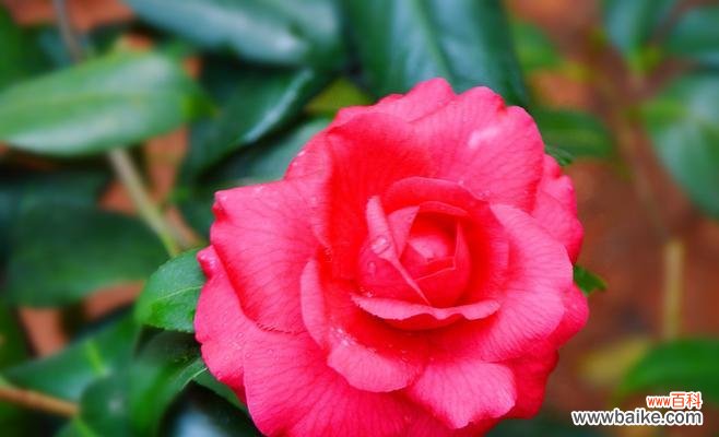 红色山茶花 红色山茶花的花语及代表意义