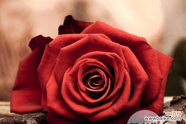 探索红色玫瑰的意义与象征 红色玫瑰的花语——爱与激情