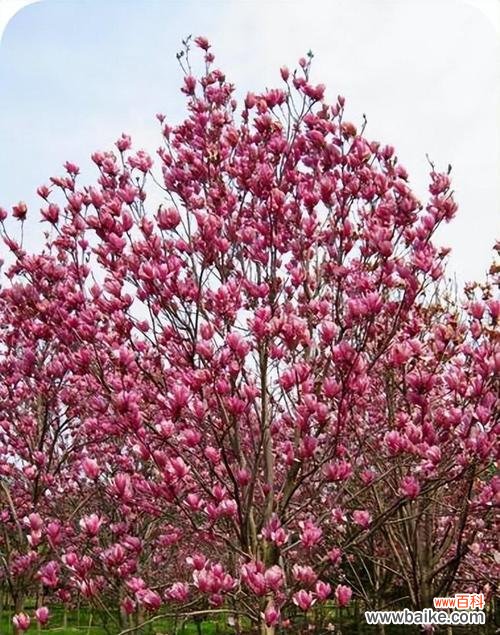 繁荣与吉祥的象征——红玉兰寓意探析 红玉兰