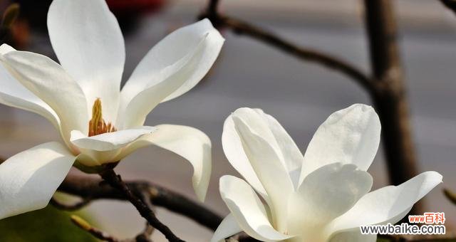 繁荣与吉祥的象征——红玉兰寓意探析 红玉兰