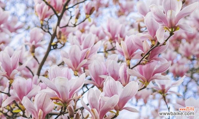 繁荣与吉祥的象征——红玉兰寓意探析 红玉兰