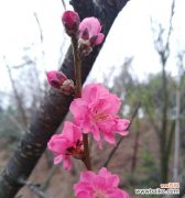 究竟是哪个生肖被红杏所象征 红杏代表的生肖之谜