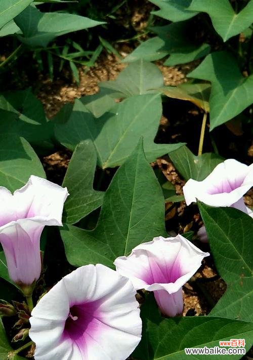 红薯开花的象征与寓意 红薯开花的意义及预示