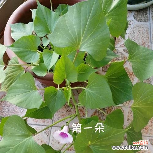 红薯开花的象征与寓意 红薯开花的意义及预示