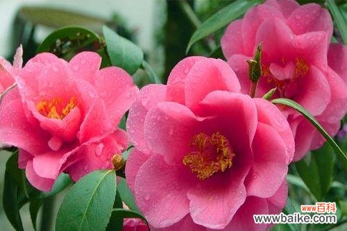 揭示红山茶花的神秘 红山茶花花语与代表意义