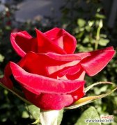 浪漫鲜花的花言巧语 红色月季花语