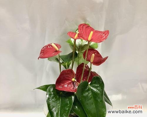 揭示红掌象征的祥瑞与繁荣之源 红掌在风水中的寓意与象征