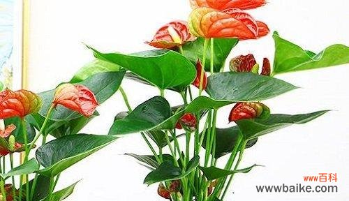 揭示红掌象征的祥瑞与繁荣之源 红掌在风水中的寓意与象征