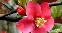 揭示四季海棠花的花语 四季海棠花的象征与寓意